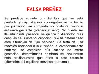 Se produce cuando una hembra que no está
preñada. y cuyo diagnóstico negativo se ha hecho
por palpación, se comporta no obstante como si
estuviera gestante (prepara el nido). No puede ser
llevada hasta pasados los quince o dieciocho días
después de la anterior cubrición, que ha determinado
esta alteración de tipo nervioso. Se trata de una
reacción hormonal a la cubrición; el comportamiento
maternal se establece aún cuando no exista
gestación; determinadas hembras se encuentran
más predispuestas que otras a esta situación
(alteración del equilibrio nervioso-hormonal)..
 