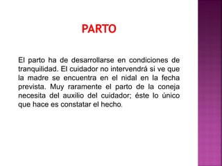 El parto ha de desarrollarse en condiciones de
tranquilidad. El cuidador no intervendrá si ve que
la madre se encuentra en el nidal en la fecha
prevista. Muy raramente el parto de la coneja
necesita del auxilio del cuidador; éste lo único
que hace es constatar el hecho.
 