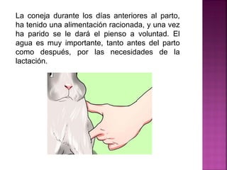 La coneja durante los días anteriores al parto,
ha tenido una alimentación racionada, y una vez
ha parido se le dará el pienso a voluntad. El
agua es muy importante, tanto antes del parto
como después, por las necesidades de la
lactación.
 