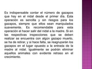 Es indispensable contar el número de gazapos
que hay en el nidal desde el primer día. Esta
operación es sencilla y sin riesgos para los
gazapos, siempre que ellos sean manipulados
suavemente. Es recomendable para esta
operación el hacer salir del nidal a la madre. Si en
las respectivas inspecciones que se deben
realizar se encuentra con algún gazapo muerto,
se ha de retirar, y si hace falta, se reagruparán los
gazapos en el lugar opuesto a la entrada de la
madre al nidal. Igualmente se podrán eliminar
aquellos animales con evidente retraso en el
crecimiento.
 