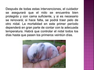 Después de todas estas intervenciones, el cuidador
se asegurará que el nido se encuentra bien
protegido y con cama suficiente, y si es necesario
se renovará; si hace falta, se podrá traer pelo de
otro nidal. La mortalidad en este primer período
dependerá en gran parte de contar con la adecuada
temperatura. Habrá que controlar el nidal todos los
días hasta que pasen los primeros veintiún días.
 