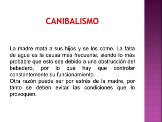 La madre mata a sus hijos y se los come. La falta
de agua es la causa más frecuente, siendo lo más
probable que esto sea debido a una obstrucción del
bebedero, por lo que hay que controlar
constantemente su funcionamiento.
Otra razón puede ser por estrés de la madre, por
tanto se deben evitar las condiciones que lo
provoquen.
 