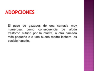 El paso de gazapos de una camada muy
numerosa, como consecuencia de algún
trastorno sufrido por la madre, a otra camada
más pequeña o a una buena madre lechera, es
posible hacerlo.
 