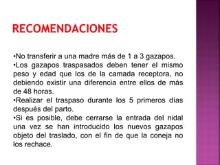 •No transferir a una madre más de 1 a 3 gazapos.
•Los gazapos traspasados deben tener el mismo
peso y edad que los de la camada receptora, no
debiendo existir una diferencia entre ellos de más
de 48 horas.
•Realizar el traspaso durante los 5 primeros días
después del parto.
•Si es posible, debe cerrarse la entrada del nidal
una vez se han introducido los nuevos gazapos
objeto del traslado, con el fin de que la coneja no
los rechace.
 
