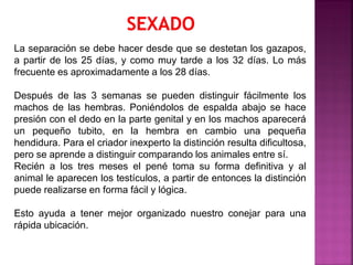 La separación se debe hacer desde que se destetan los gazapos,
a partir de los 25 días, y como muy tarde a los 32 días. Lo más
frecuente es aproximadamente a los 28 días.
Después de las 3 semanas se pueden distinguir fácilmente los
machos de las hembras. Poniéndolos de espalda abajo se hace
presión con el dedo en la parte genital y en los machos aparecerá
un pequeño tubito, en la hembra en cambio una pequeña
hendidura. Para el criador inexperto la distinción resulta dificultosa,
pero se aprende a distinguir comparando los animales entre sí.
Recién a los tres meses el pené toma su forma definitiva y al
animal le aparecen los testículos, a partir de entonces la distinción
puede realizarse en forma fácil y lógica.
Esto ayuda a tener mejor organizado nuestro conejar para una
rápida ubicación.
 