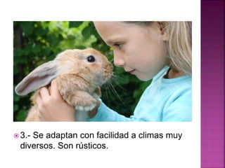  3.- Se adaptan con facilidad a climas muy
diversos. Son rústicos.
 