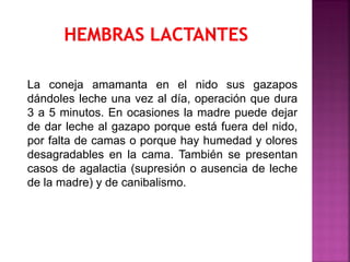 La coneja amamanta en el nido sus gazapos
dándoles leche una vez al día, operación que dura
3 a 5 minutos. En ocasiones la madre puede dejar
de dar leche al gazapo porque está fuera del nido,
por falta de camas o porque hay humedad y olores
desagradables en la cama. También se presentan
casos de agalactia (supresión o ausencia de leche
de la madre) y de canibalismo.
 