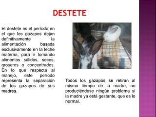 El destete es el período en
el que los gazapos dejan
definitivamente la
alimentación basada
exclusivamente en la leche
materna, para ir tomando
alimentos sólidos, secos,
groseros o concentrados.
En lo que respecta al
manejo, este período
representa la separación
de los gazapos de sus
madres.
Todos los gazapos se retiran al
mismo tiempo de la madre, no
produciéndose ningún problema si
la madre ya está gestante, que es lo
normal.
 