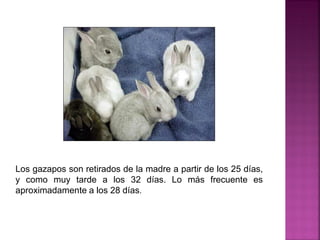 Los gazapos son retirados de la madre a partir de los 25 días,
y como muy tarde a los 32 días. Lo más frecuente es
aproximadamente a los 28 días.
 