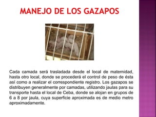 Cada camada será trasladada desde el local de maternidad,
hasta otro local, donde se procederá el control de peso de ésta
así como a realizar el correspondiente registro. Los gazapos se
distribuyen generalmente por camadas, utilizando jaulas para su
transporte hasta el local de Ceba, donde se alojan en grupos de
6 a 8 por jaula, cuya superficie aproximada es de medio metro
aproximadamente.
 