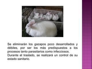 Se eliminarán los gazapos poco desarrollados y
débiles, por ser los más predispuestos a los
procesos tanto parasitarios como infecciosos.
Durante el traslado, se realizará un control de su
estado sanitario.
 