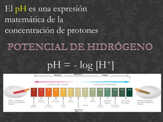 El pH es una expresión
matemática de la
concentración de protones


           pH = - log   [H+]
 