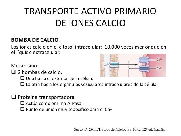Resultado de imagen para transporte activo primario de iones calcio