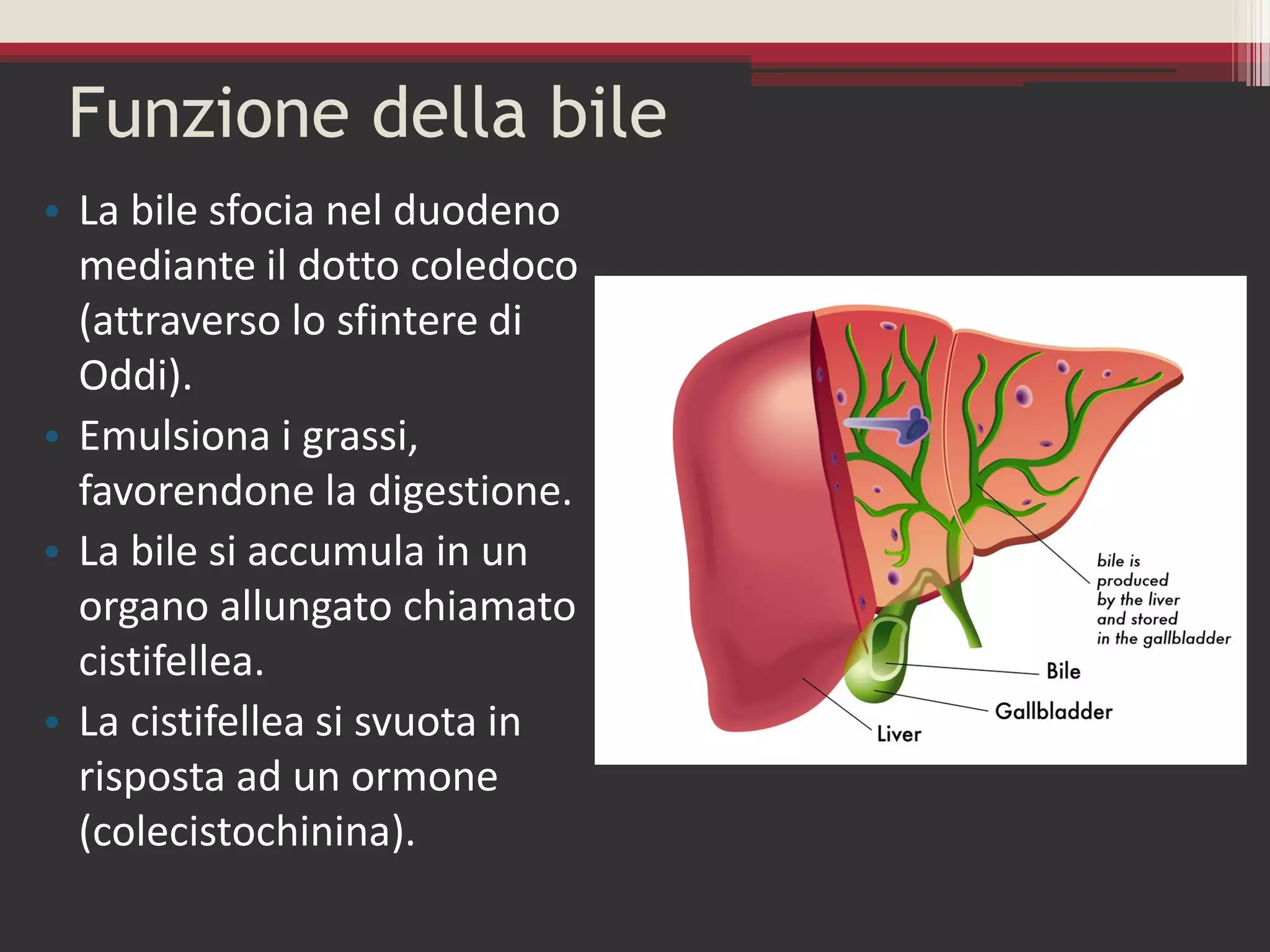 Sistema digerente | PDF