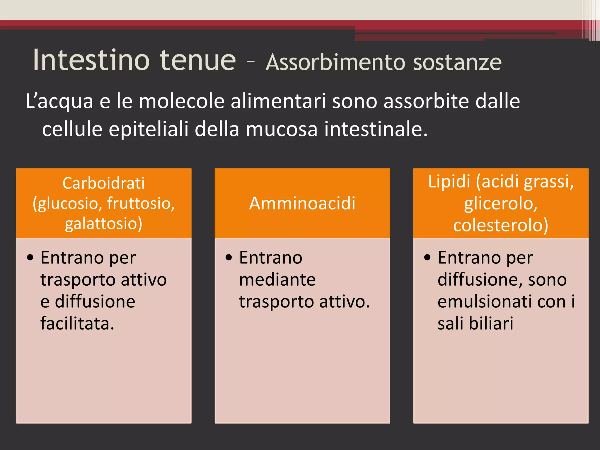 Sistema digerente | PDF