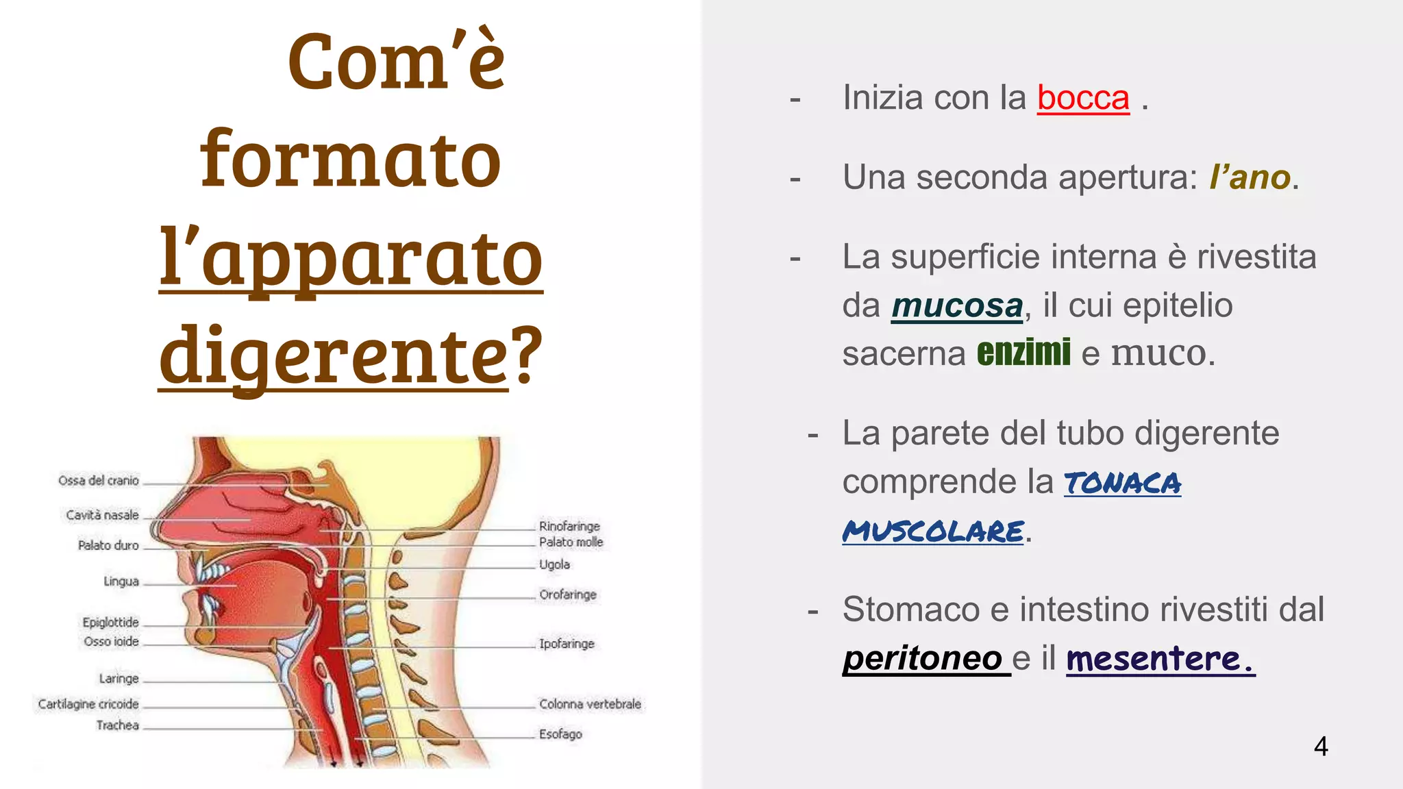 digerent compresse a cosa serve