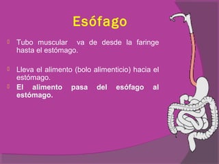 Esófago
   Tubo muscular va de desde la faringe
    hasta el estómago.

   Lleva el alimento (bolo alimenticio) hacia el
    estómago.
   El alimento pasa del esófago al
    estómago.
 