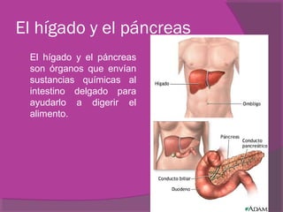 El hígado y el páncreas
   El hígado y el páncreas
    son órganos que envían
    sustancias químicas al
    intestino delgado para
    ayudarlo a digerir el
    alimento.
 