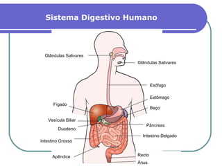 Sistema Digestivo Humano Glândulas Salivares Glândulas Salivares Esófago Estômago Baço Pâncreas Intestino Delgado Recto Ânus Fígado Vesícula Biliar Duodeno Intestino Grosso Apêndice 