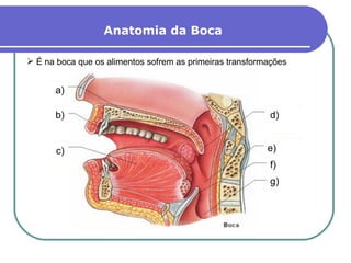 d) b) c) a) e) f) g) Anatomia da Boca É na boca que os alimentos sofrem as primeiras transformações 