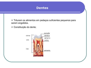 Dentes Trituram os alimentos em pedaços suficientes pequenos para serem engolidos. Constituição do dente;  