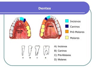 Dentes Incisivos  Caninos Pré-Molares Molares Incisivos Caninos Pré-Molares Molares Céu da Boca Língua 