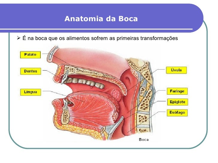 Sistema Digestivo