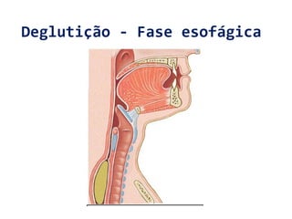 Deglutição - Fase esofágica
 