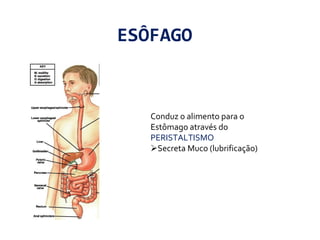 ESÔFAGO
Conduz o alimento para o
Estômago através do
PERISTALTISMO
Secreta Muco (lubrificação)
 