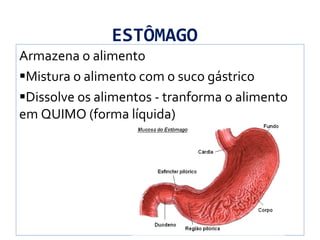 ESTÔMAGO
Armazena o alimento
Mistura o alimento com o suco gástrico
Dissolve os alimentos - tranforma o alimento
em QUIMO (forma líquida)
 