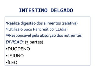 INTESTINO DELGADO
•Realiza digestão dos alimentos (seletiva)
•Utiliza o Suco Pancreático (1L/dia)
•Responsável pela absorção dos nutrientes
DIVISÃO: (3 partes)
DUODENO
JEJUNO
ÍLEO
 