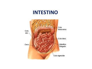 INTESTINO
 