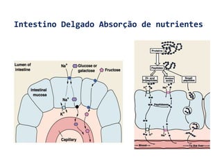 Intestino Delgado Absorção de nutrientes
 