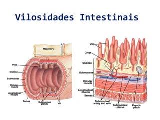 Vilosidades Intestinais
 