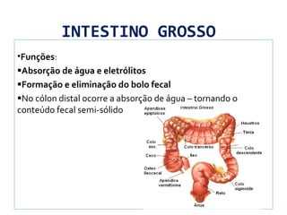 INTESTINO GROSSO
•Funções:
Absorção de água e eletrólitos
Formação e eliminação do bolo fecal
No cólon distal ocorre a absorção de água – tornando o
conteúdo fecal semi-sólido
 