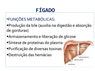 FÍGADO
•FUNÇÕES METABÓLICAS:
Produção da bile (auxilia na digestão e absorção
de gorduras)
Armazenamento e liberação de glicose
Síntese de proteínas do plasma
Purificação de diversas toxinas
Destruição das hemácias
 