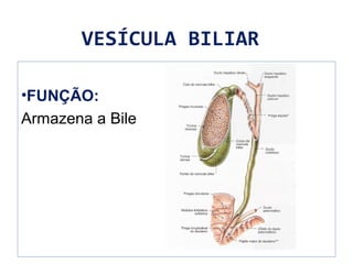 VESÍCULA BILIAR
•FUNÇÃO:
Armazena a Bile
 