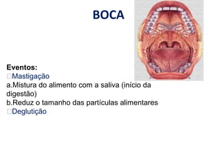BOCA
Eventos:
Mastigação
a.Mistura do alimento com a saliva (início da
digestão)
b.Reduz o tamanho das partículas alimentares
Deglutição
 