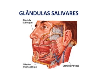 GLÂNDULAS SALIVARES
 
