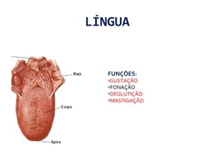 LÍNGUA
FUNÇÕES:
GUSTAÇÃO
FONAÇÃO
DEGLUTIÇÃO
MASTIGAÇÃO
 
