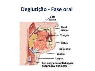Deglutição - Fase oral
 