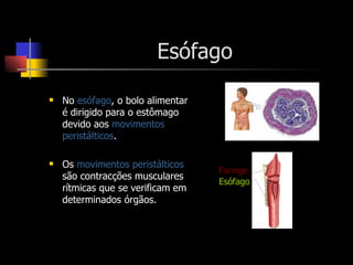 Esófago No  esófago , o bolo alimentar é dirigido para o estômago devido aos  movimentos peristálticos . Os  movimentos peristálticos  são contracções musculares rítmicas que se verificam em determinados órgãos.  Faringe Esófago 