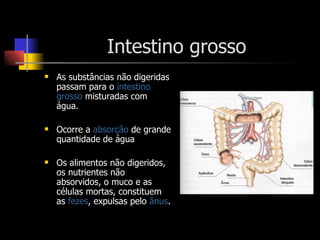 Intestino grosso As substâncias não digeridas passam para o  intestino grosso  misturadas com água. Ocorre a  absorção  de grande quantidade de água Os alimentos não digeridos, os nutrientes não absorvidos, o muco e as células mortas, constituem as  fezes , expulsas pelo  ânus . 