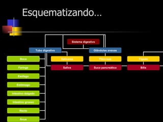 Esquematizando… Sistema digestivo Tubo digestivo Glândulas anexas Boca Faringe Esófago Estômago Intestino delgado Intestino grosso Recto Ânus Salivares Pâncreas Fígado Bílis Suco pancreático Saliva 