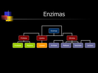 Enzimas Enzimas Prótidos Lípidos Glícidos Protease Lípases Amilase Maltase Sacarase Lactase Pepsina 