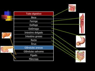 Pâncreas Fígado Glândulas salivares Glândulas anexas Ânus Recto Intestino grosso Intestino delgado Estômago Esófago Faringe Boca Tubo digestivo 