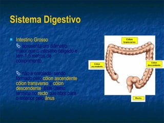 Sistema Digestivo Intestino Grosso    apresenta um diâmetro maior que o intestino delgado e tem 1,5 metros de comprimento.    não é enrolado, sendo formado pelo  cólon ascendente ,  cólon transverso  e  cólon descendente . Este último termina no  recto  que abre para   o exterior pelo  ânus . 