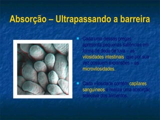 Absorção – Ultrapassando a barreira Cada uma dessas pregas apresenta pequenas saliências em forma de dedo de luva – as  vilosidades intestinais , que por sua vez possuem expansões – as  microvilosidades. Cada vilosidade contém  capilares sanguíneos  e realiza uma absorção   selectiva dos alimentos. 