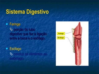 Sistema Digestivo Faringe    porção do tubo digestivo que faz a ligação entre a boca e o esófago. Esófago    conduz os alimentos ao estômago. 