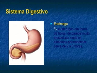 Sistema Digestivo Estômago    é um órgão em forma de bolsa, de parede muito musculosa, onde os alimentos permanecem cerca de 2 a 3 horas. 